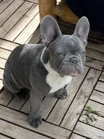 Star, a female French Bulldog for sale in Marengo, WI – Photo 2 of 6