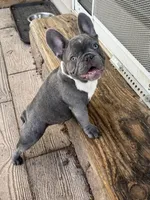 Star, a female French Bulldog for sale in Marengo, WI – Photo 5 of 6