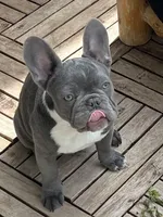 Star, a female French Bulldog for sale in Marengo, WI – Photo 4 of 6