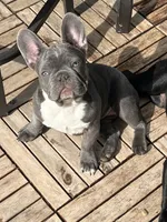 Star, a female French Bulldog for sale in Marengo, WI – Photo 1 of 6