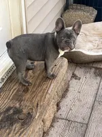 Star, a female French Bulldog for sale in Marengo, WI – Photo 3 of 6