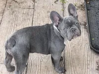 Star, a female French Bulldog for sale in Marengo, WI – Photo 6 of 6