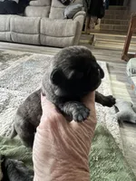 Bear, a female Pug for sale in Marengo, WI – Photo 3 of 9