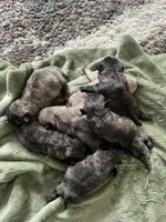 Bear, a female Pug for sale in Marengo, WI – Photo 9 of 9