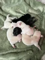 Bear, a female Pug for sale in Marengo, WI – Photo 7 of 9