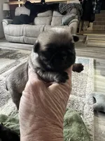 Bear, a female Pug for sale in Marengo, WI – Photo 4 of 9
