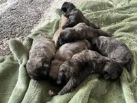 Bear, a female Pug for sale in Marengo, WI – Photo 8 of 9