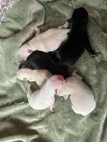 Bear, a female Pug for sale in Marengo, WI – Photo 6 of 9