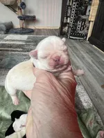 Bear, a female Pug for sale in Marengo, WI – Photo 5 of 9