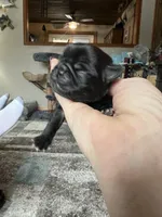 Bear, a female Pug for sale in Marengo, WI – Photo 2 of 9