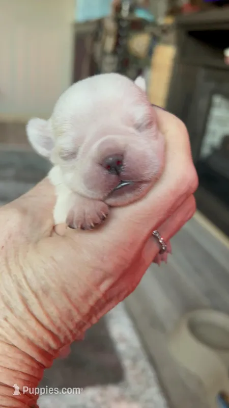 Bear – Pug puppy for sale in Marengo, WI