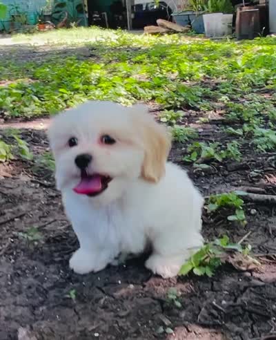 Saddie, a female Shorkie for sale in San Antonio, TX – 4 of 4