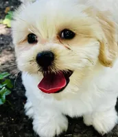 Saddie, a female Shorkie for sale in San Antonio, TX – 3 of 4