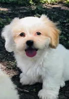 Saddie, a female Shorkie for sale in San Antonio, TX – 1 of 4