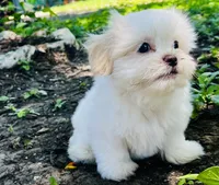 Mimi, a female Shorkie for sale in San Antonio, TX – 2 of 3