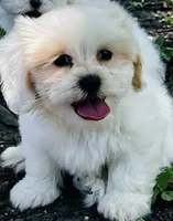 Saddie, a female Shorkie for sale in San Antonio, TX – 2 of 4