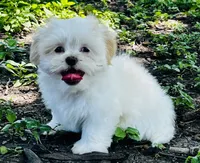Mimi, a female Shorkie for sale in San Antonio, TX – 3 of 3