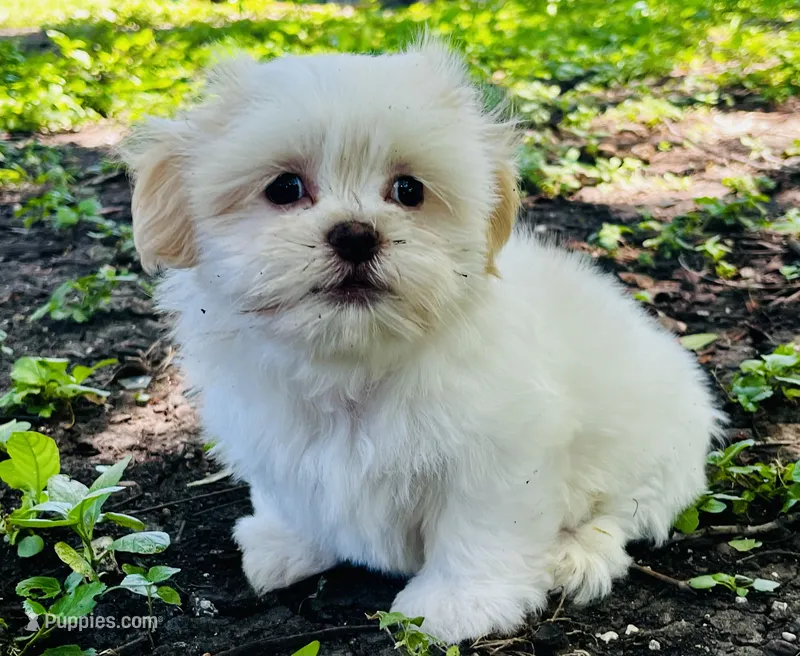Mimi – Shorkie puppy for sale in San Antonio, TX
