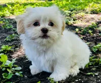 Mimi, a female Shorkie for sale in San Antonio, TX – 1 of 3