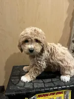 processed/0f3322f3-a8cb-4108-9e89-1b66b65db22f/listing/b514c4ed-69bc-4259-ac8d-ec80596e3284/1e23421b-6792-4578-b090-d03fbf1837be