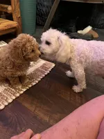 processed/0f3322f3-a8cb-4108-9e89-1b66b65db22f/listing/d18873ca-bf48-4870-beaa-1f1483853273/1e9c1720-3773-45fb-89ad-389861410069