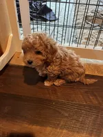 processed/0f3322f3-a8cb-4108-9e89-1b66b65db22f/listing/d18873ca-bf48-4870-beaa-1f1483853273/901261d7-961e-45a7-b148-09e8a9cc692b