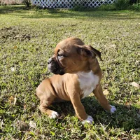 Mazy, a female Boxer for sale in Belhaven, NC – Photo 6 of 6