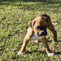 Mazy, a female Boxer for sale in Belhaven, NC – Photo 4 of 6
