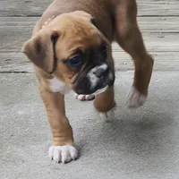 Mazy, a female Boxer for sale in Belhaven, NC – Photo 2 of 6