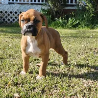 Mazy, a female Boxer for sale in Belhaven, NC – Photo 3 of 6