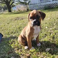 Mazy, a female Boxer for sale in Belhaven, NC – Photo 5 of 6