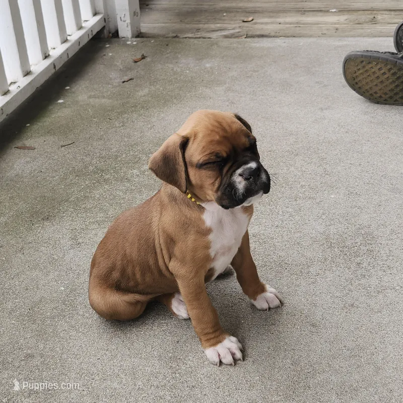 Mazy – Boxer puppy for sale in Belhaven, NC