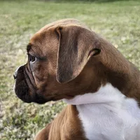 George, a male Boxer for sale in Belhaven, NC – Photo 4 of 7