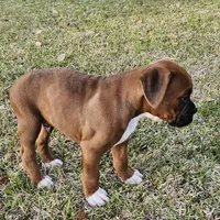 George, a male Boxer for sale in Belhaven, NC – Photo 7 of 7