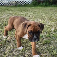 George, a male Boxer for sale in Belhaven, NC – Photo 6 of 7