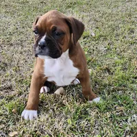 George, a male Boxer for sale in Belhaven, NC – Photo 5 of 7
