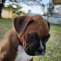 George, a male Boxer for sale in Belhaven, NC – Photo 3 of 7