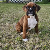 George, a male Boxer for sale in Belhaven, NC – Photo 2 of 7