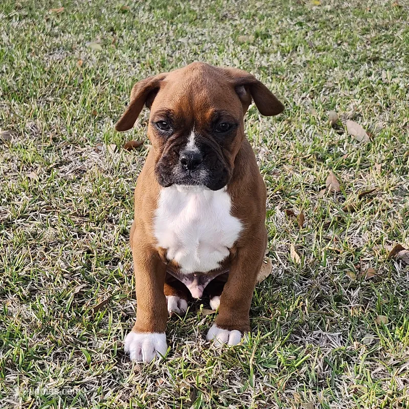 George – Boxer puppy for sale in Belhaven, NC