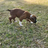 Whiskey, a male Boxer for sale in Belhaven, NC – Photo 2 of 9