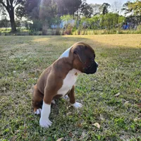 Whiskey, a male Boxer for sale in Belhaven, NC – Photo 3 of 9