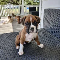 Whiskey, a male Boxer for sale in Belhaven, NC – Photo 4 of 9