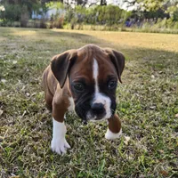 Whiskey, a male Boxer for sale in Belhaven, NC – Photo 7 of 9