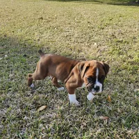 Whiskey, a male Boxer for sale in Belhaven, NC – Photo 9 of 9