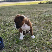 Whiskey, a male Boxer for sale in Belhaven, NC – Photo 6 of 9