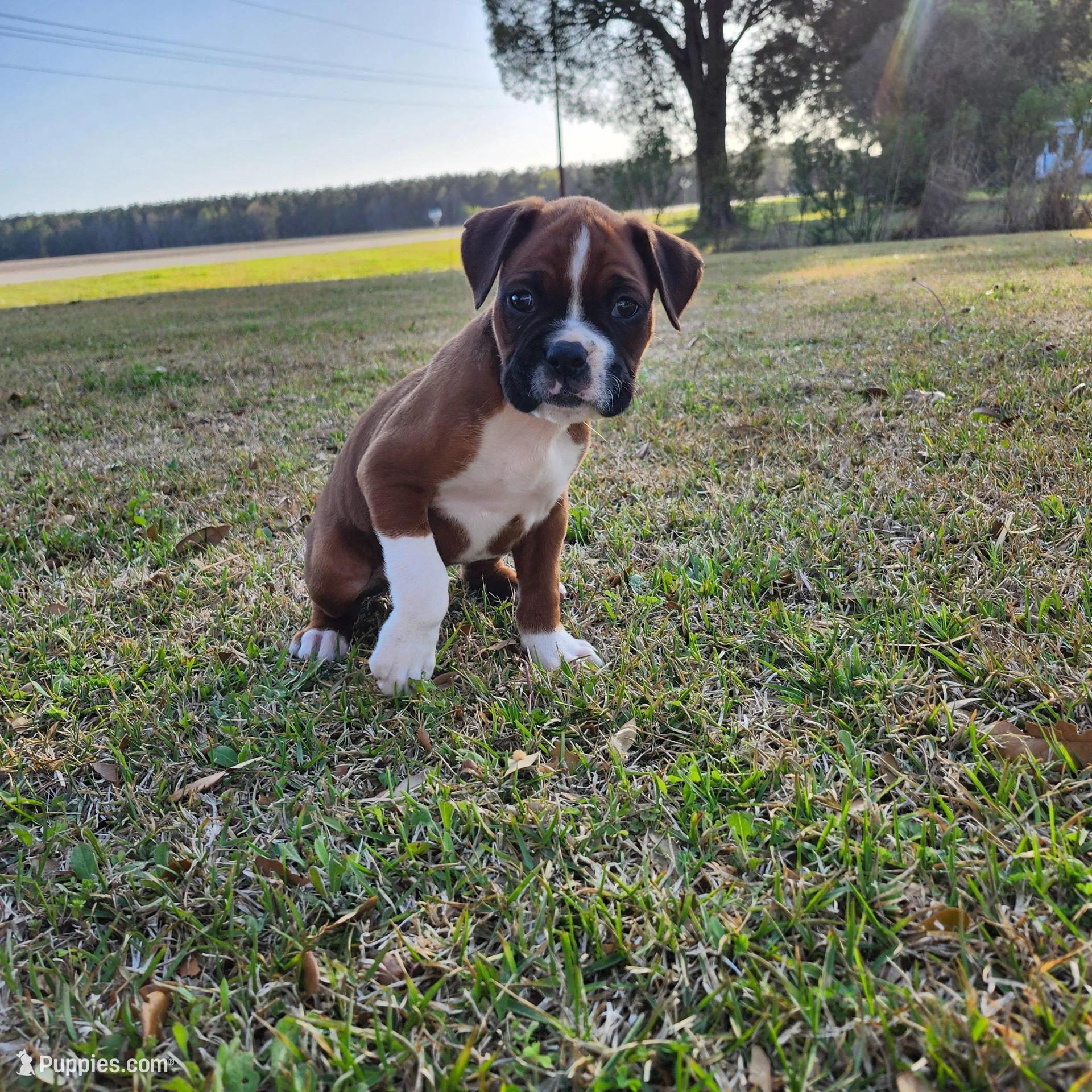 Whiskey – Boxer puppy for sale in Belhaven, NC