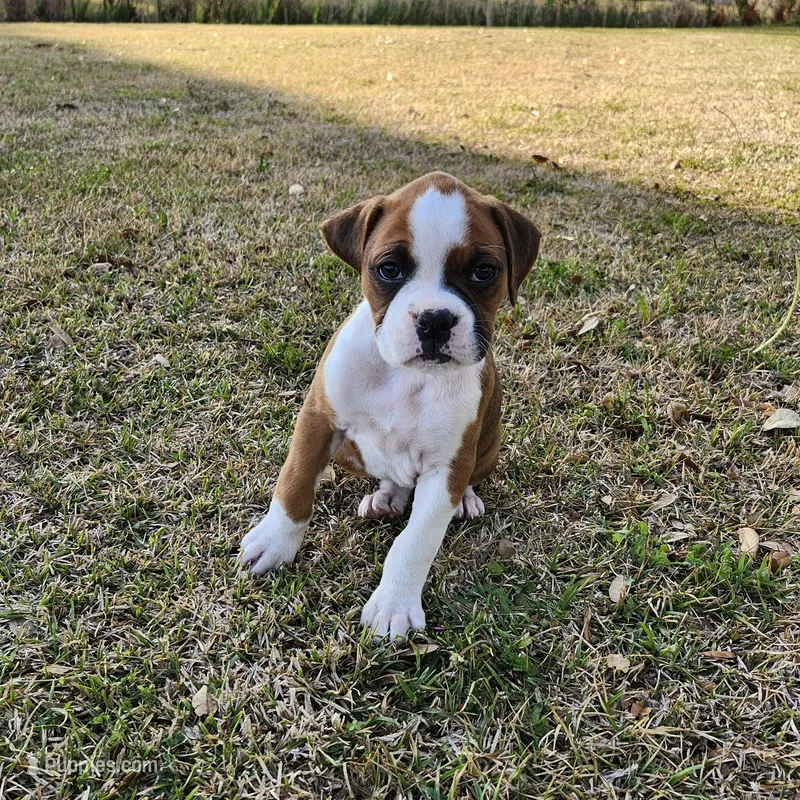 Dottie – Boxer puppy for sale in Belhaven, NC