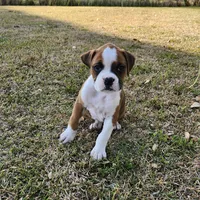 Dottie, a female Boxer for sale in Belhaven, NC – Photo 5 of 8
