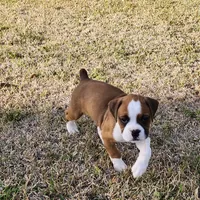 Dottie, a female Boxer for sale in Belhaven, NC – Photo 6 of 8