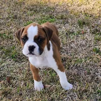Dottie, a female Boxer for sale in Belhaven, NC – Photo 3 of 8